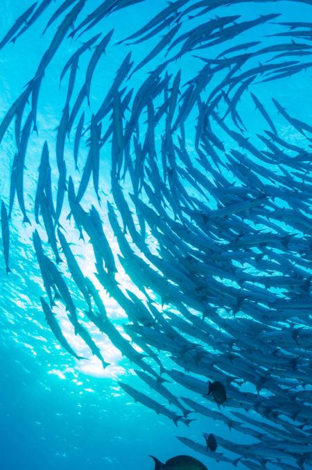 Phosphotech, fournisseur d'ingrédients marins